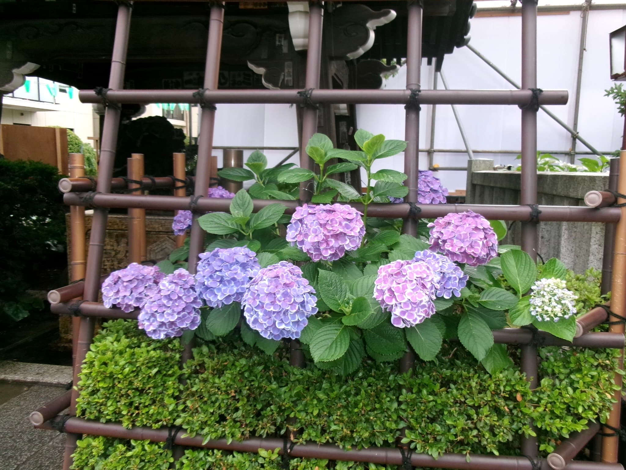 東京繡球花景點推薦2選｜台場シンボルプロムナード＆文京白山神社紫陽花🌸
