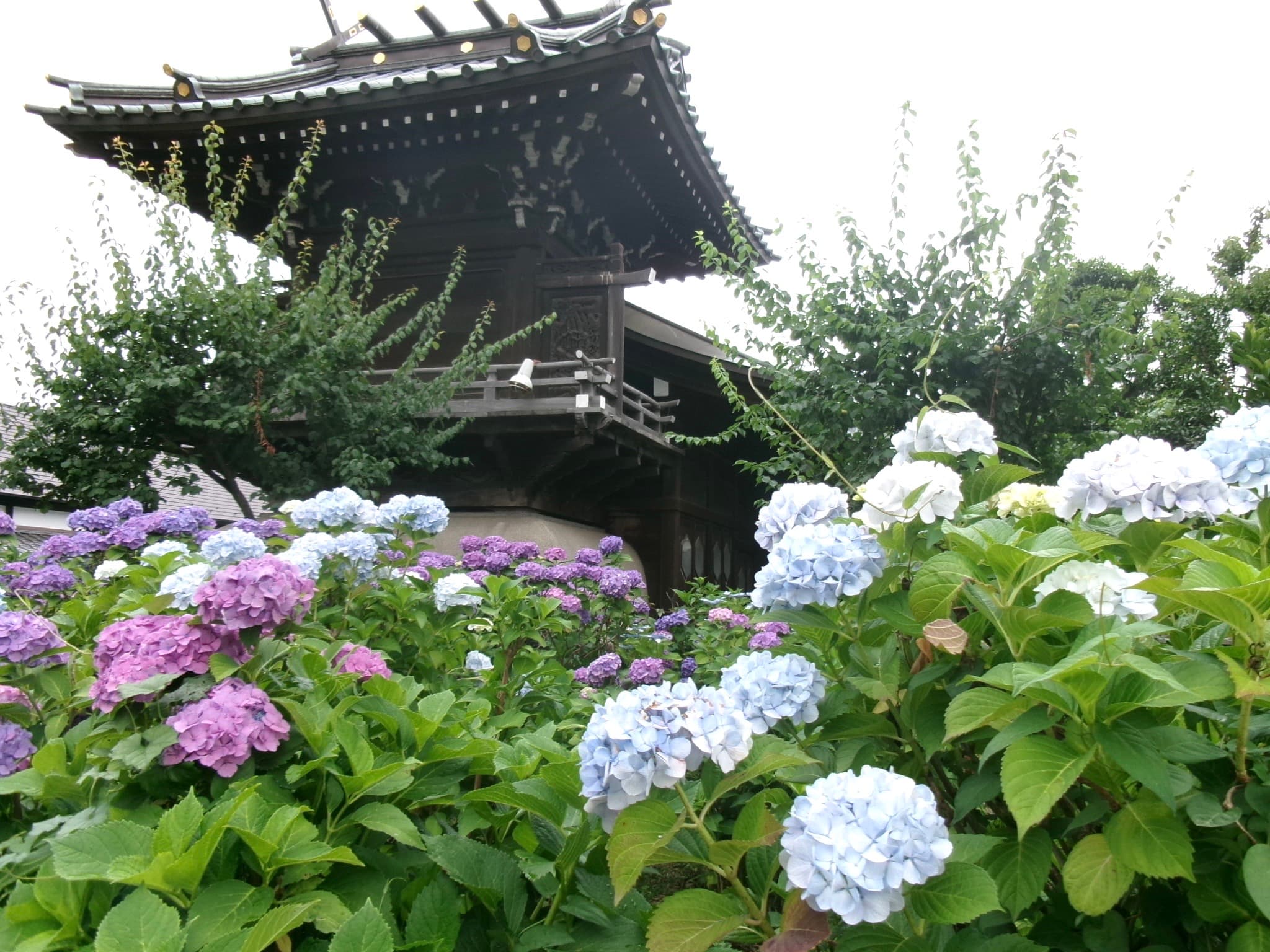 白山神社（文京あじさいまつり） - 東京繡球花景點