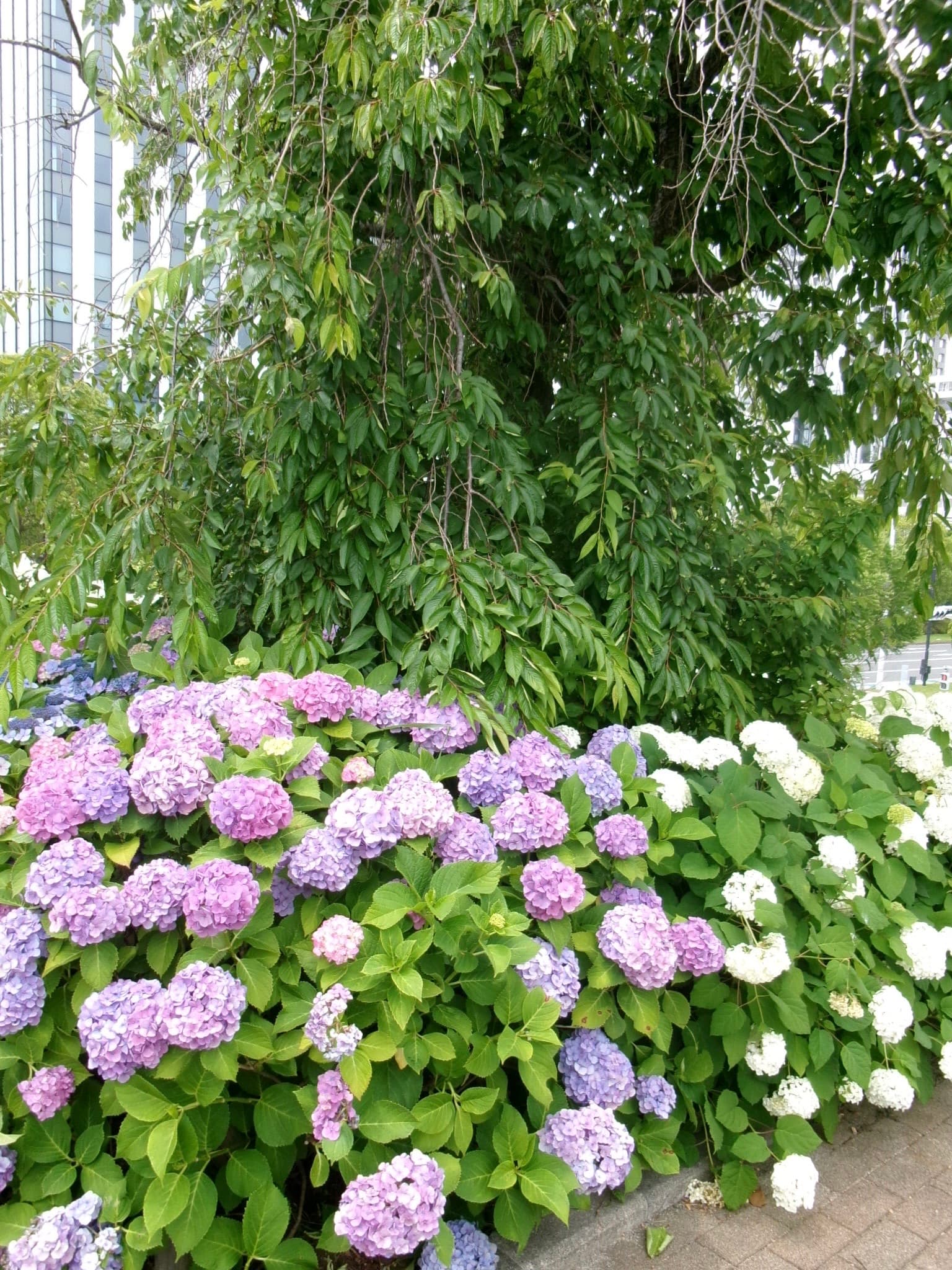 シンボルプロムナード公園 - 東京繡球花景點