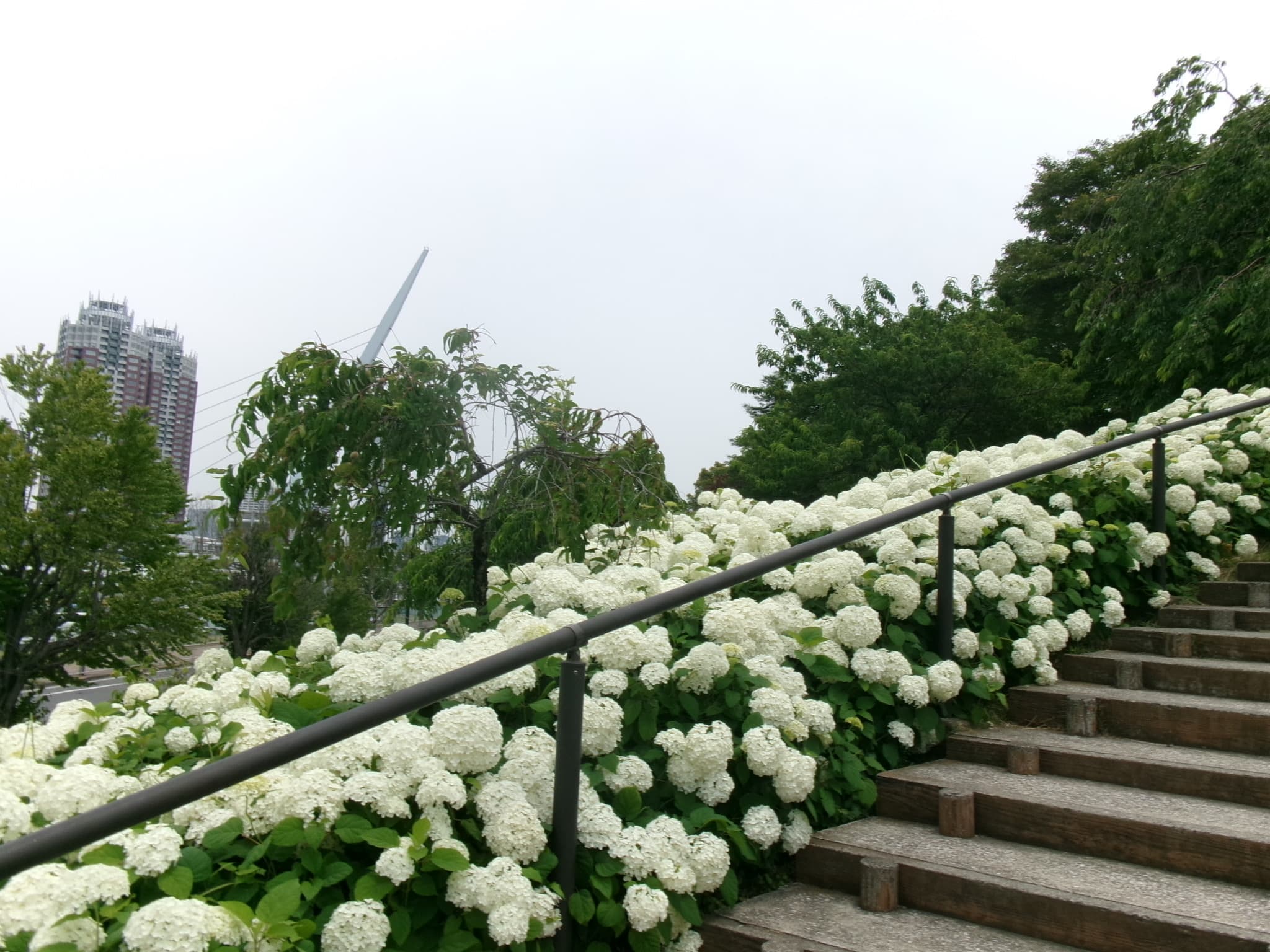 シンボルプロムナード公園 - 東京繡球花景點