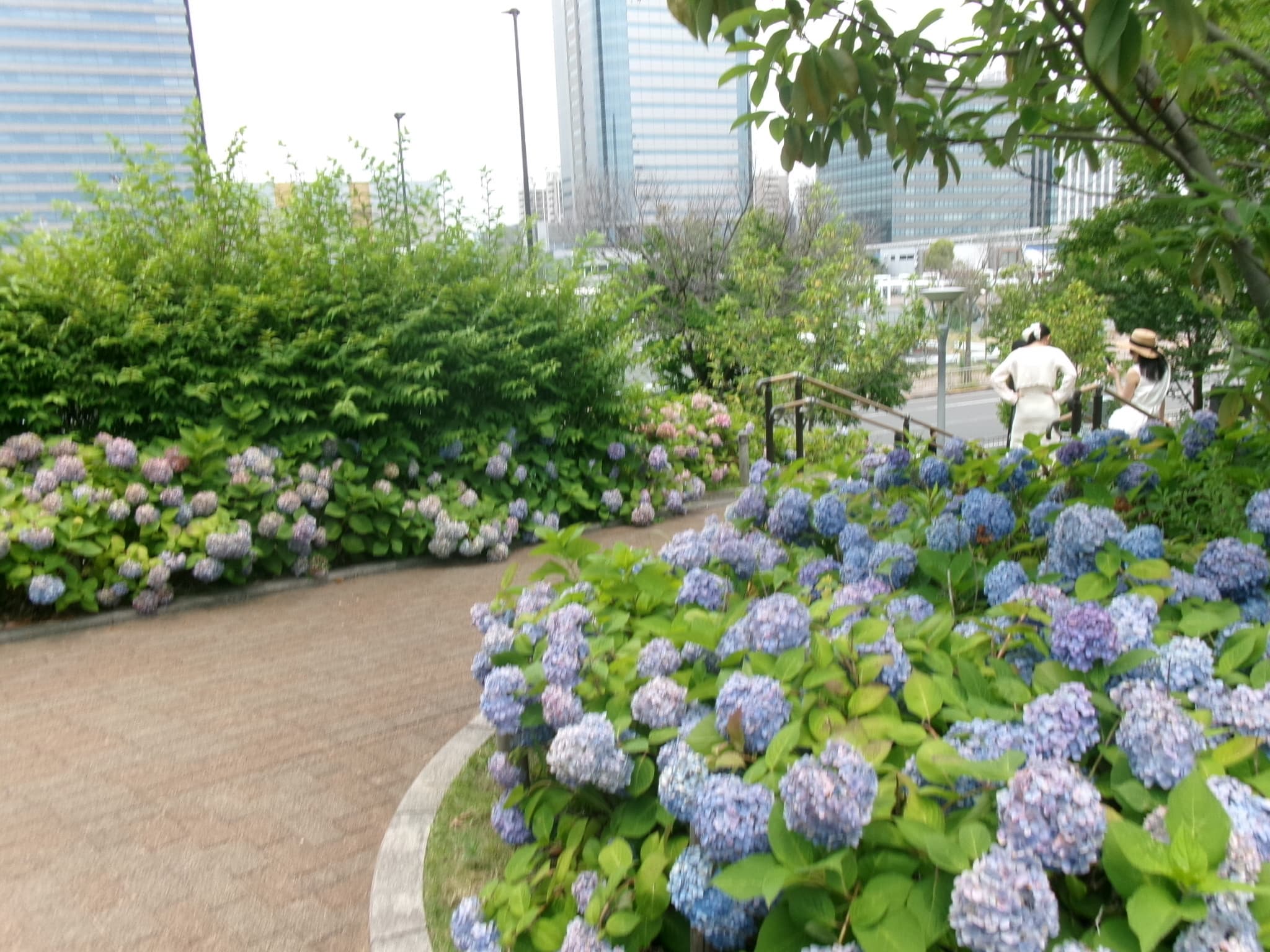 シンボルプロムナード公園 - 東京繡球花景點