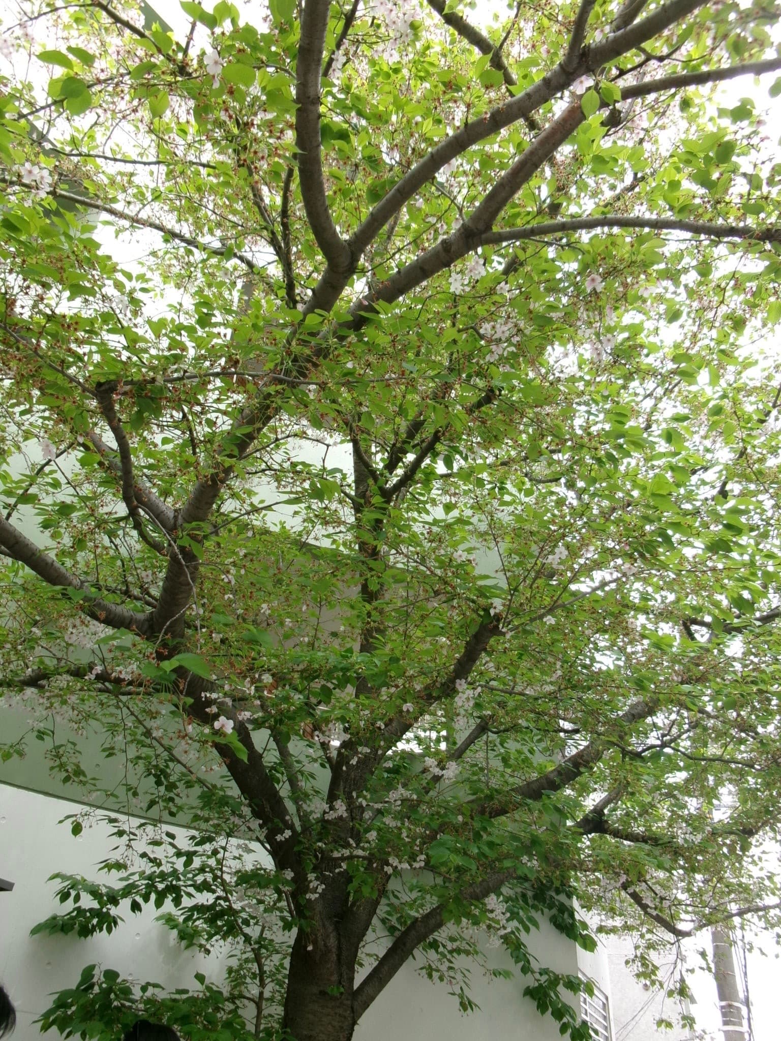 DOLCE TACUBO 代官山 - 代官山咖啡廳推薦