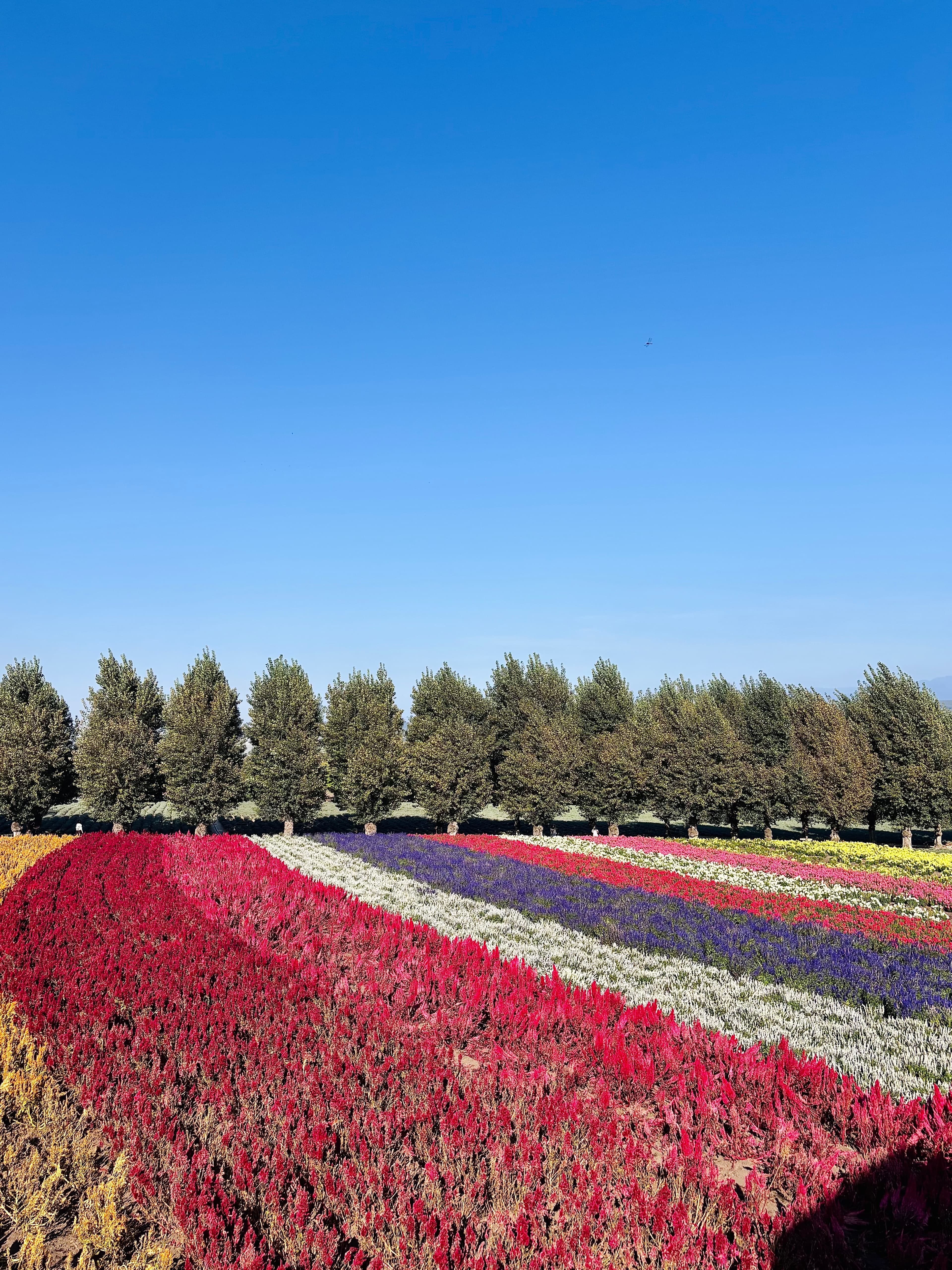 富田農場・薰衣草花田