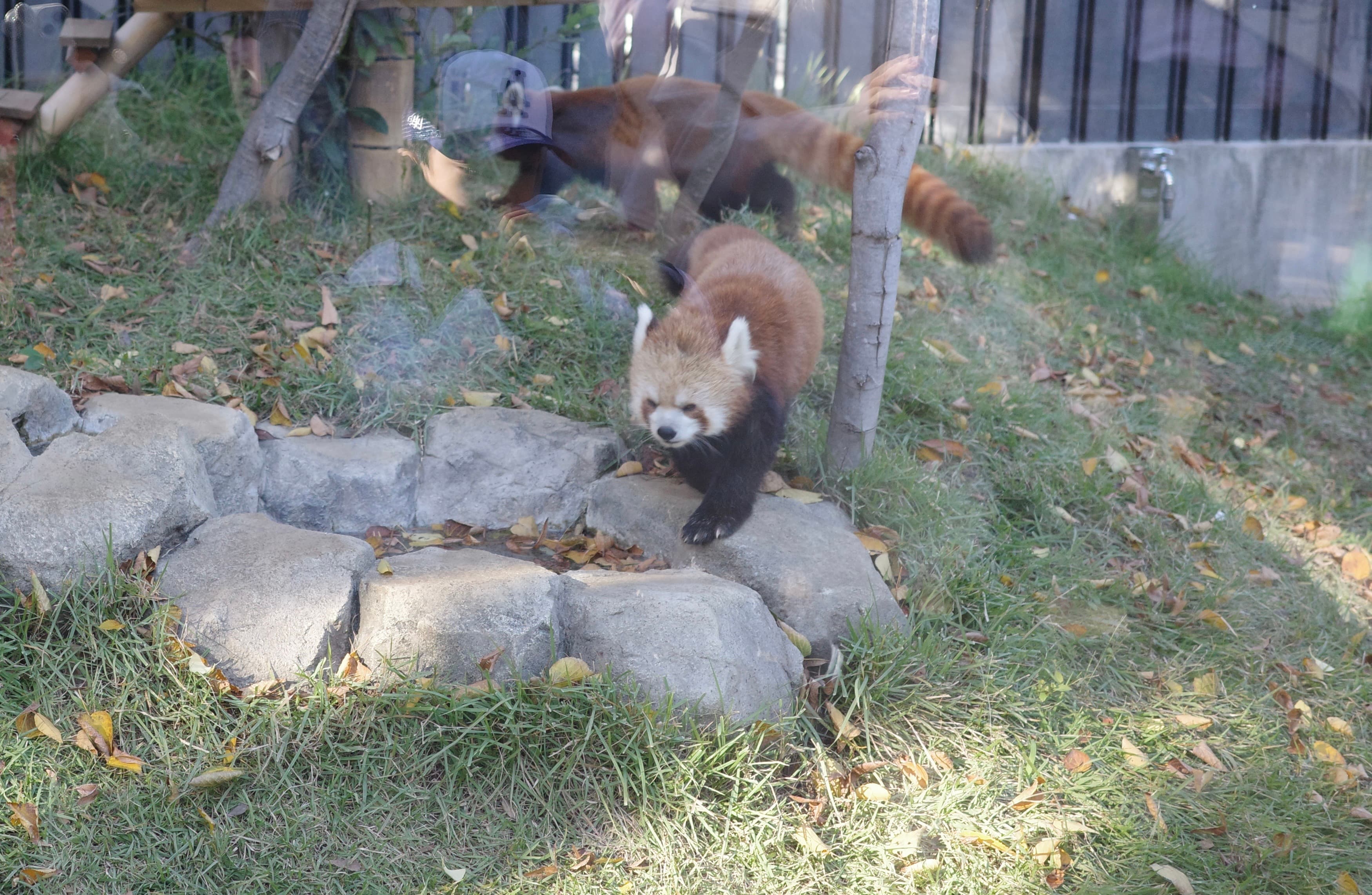 上野動物園 - 東京景點推薦