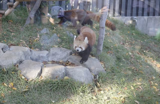 上野動物園推薦｜東京必去親子景點・大熊貓【實際造訪】 | Japan Trip Picks