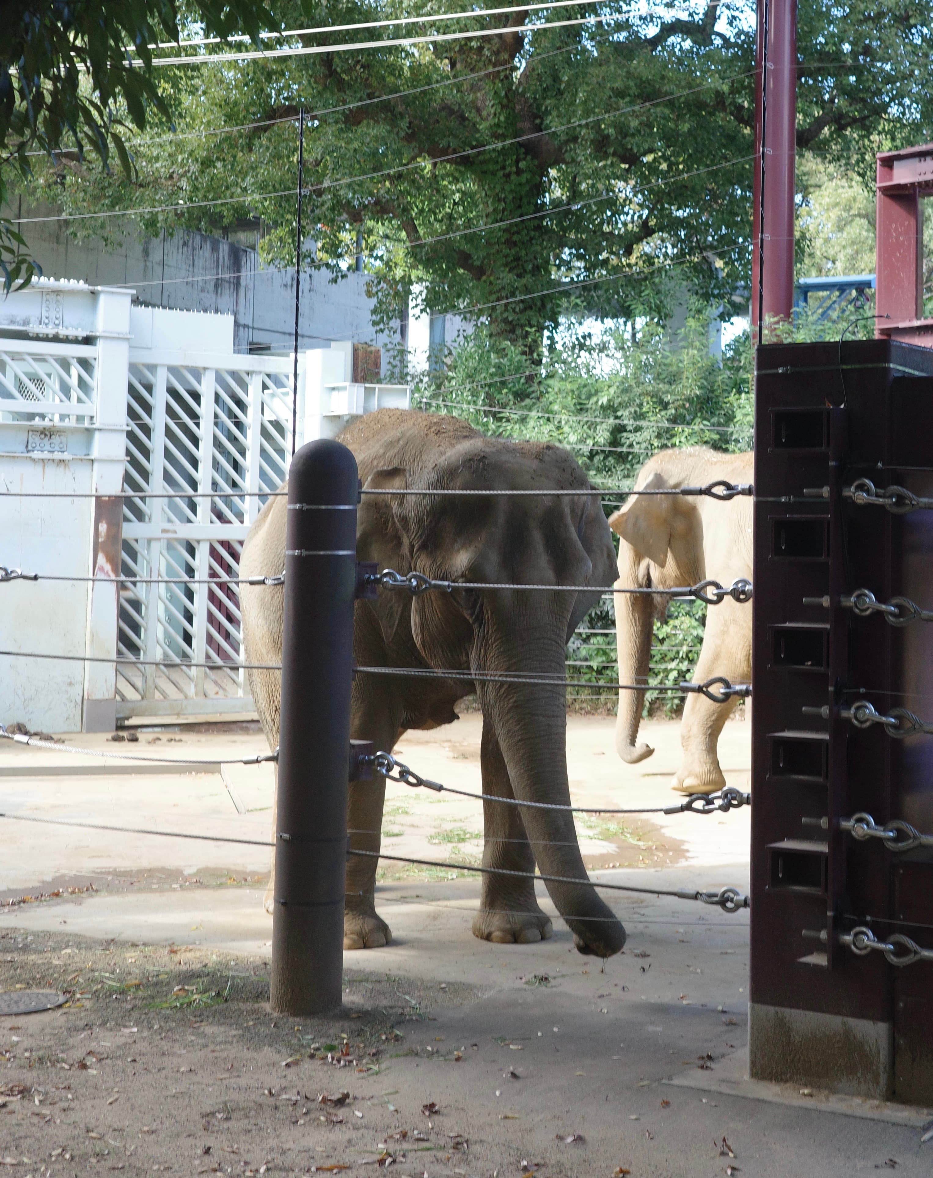 上野動物園 - 東京景點推薦