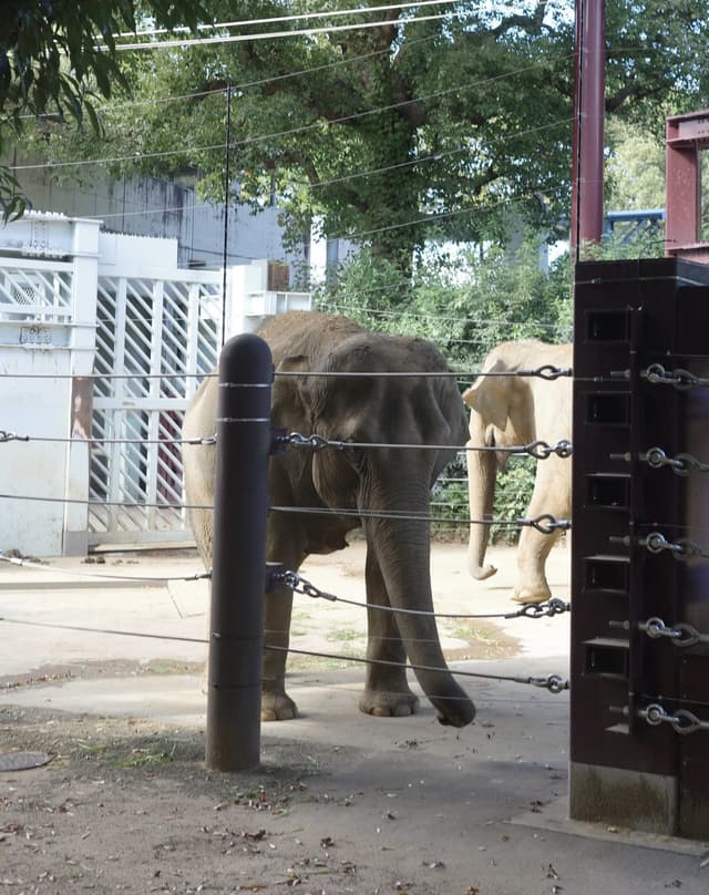 上野動物園推薦｜東京必去親子景點・大熊貓【實際造訪】 | Japan Trip Picks