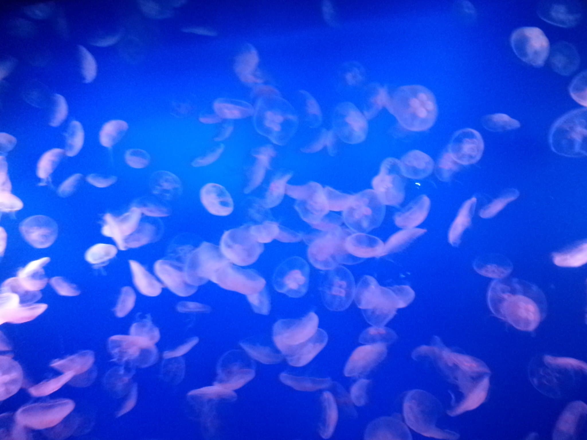 新江之島水族館的水母水槽 - 藍色燈光下的海月水母