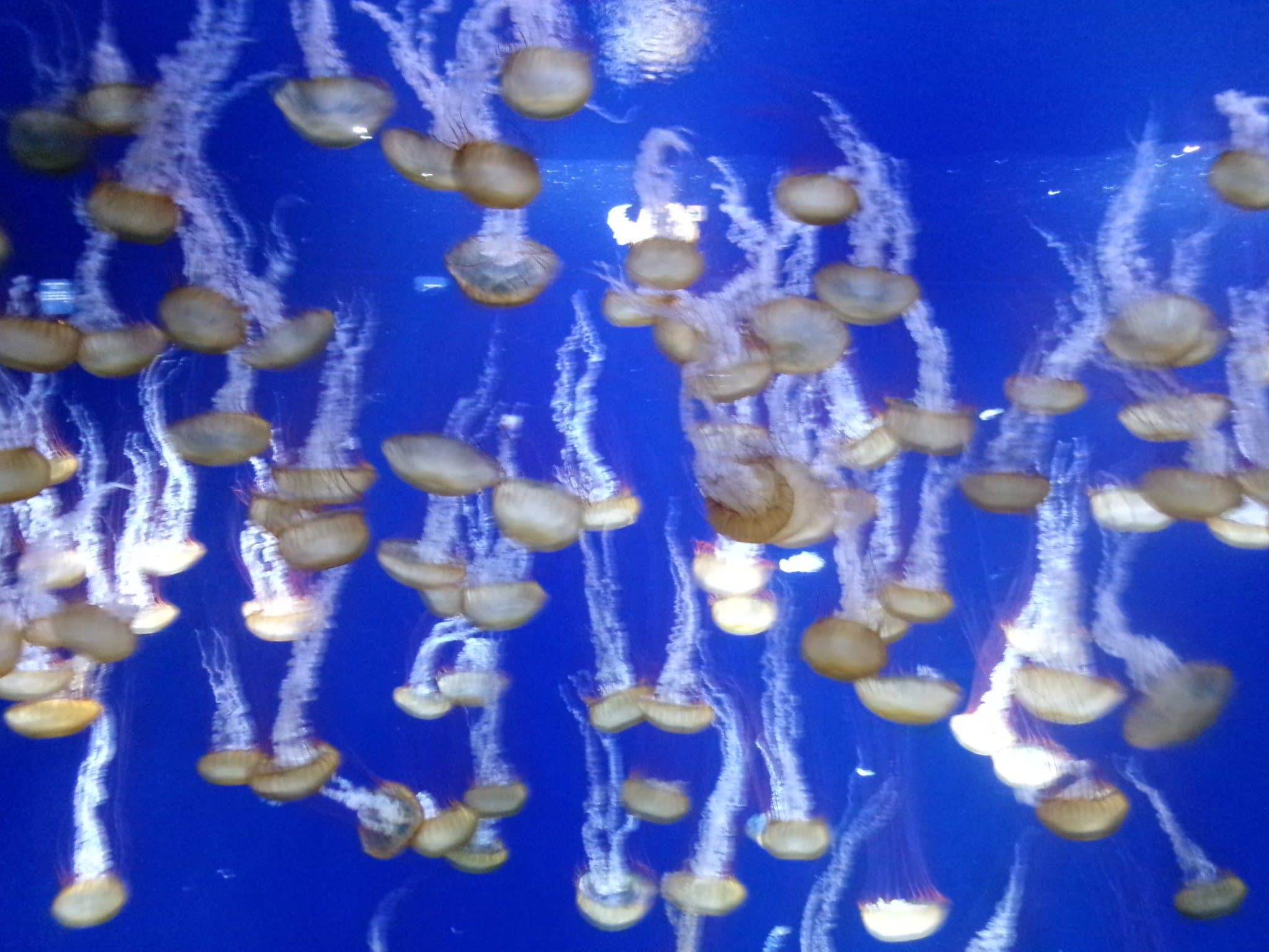 新江之島水族館的水母水槽 - 拖著長長觸手的金色水母