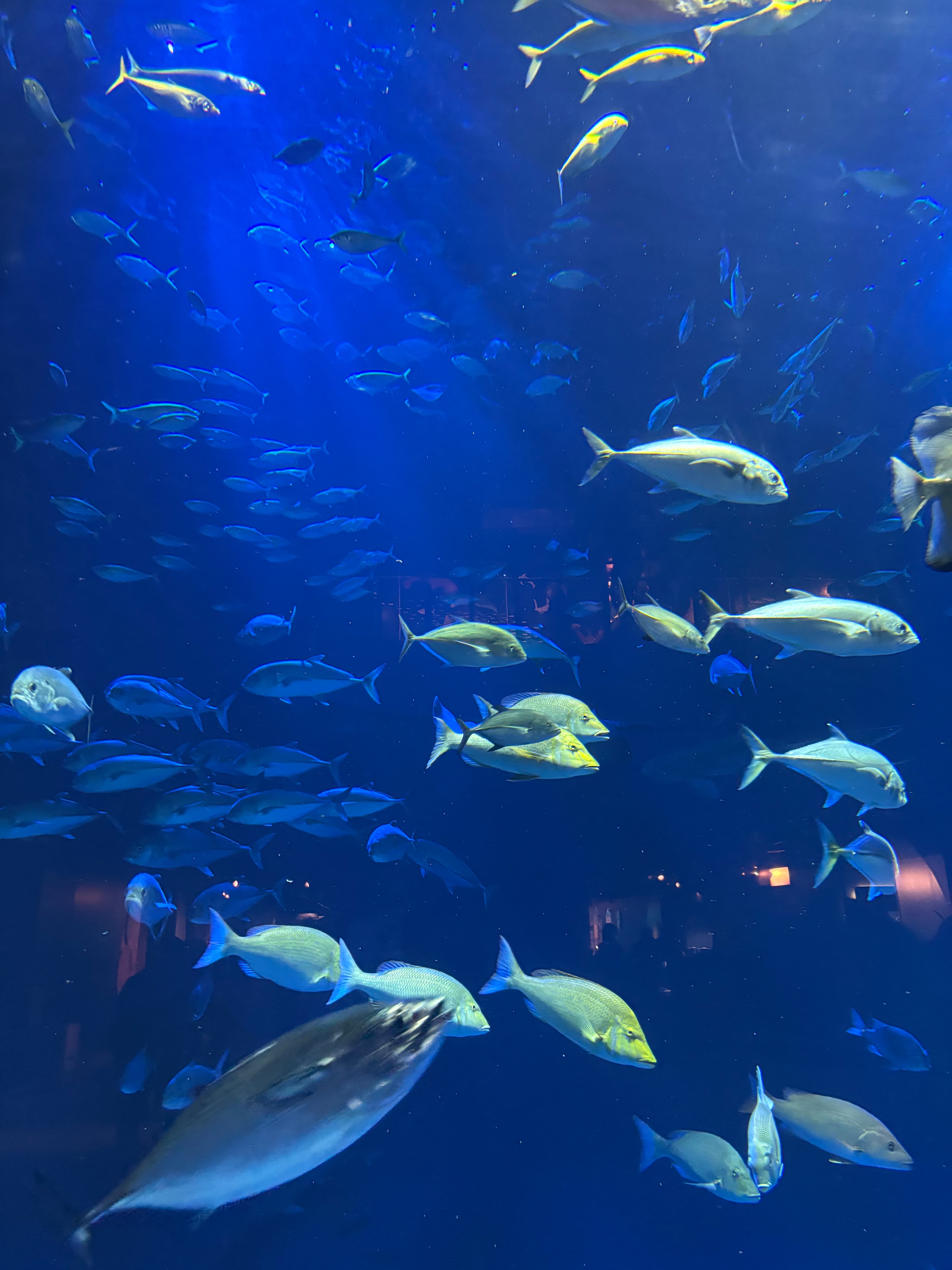 四國水族館 - 香川觀光推薦
