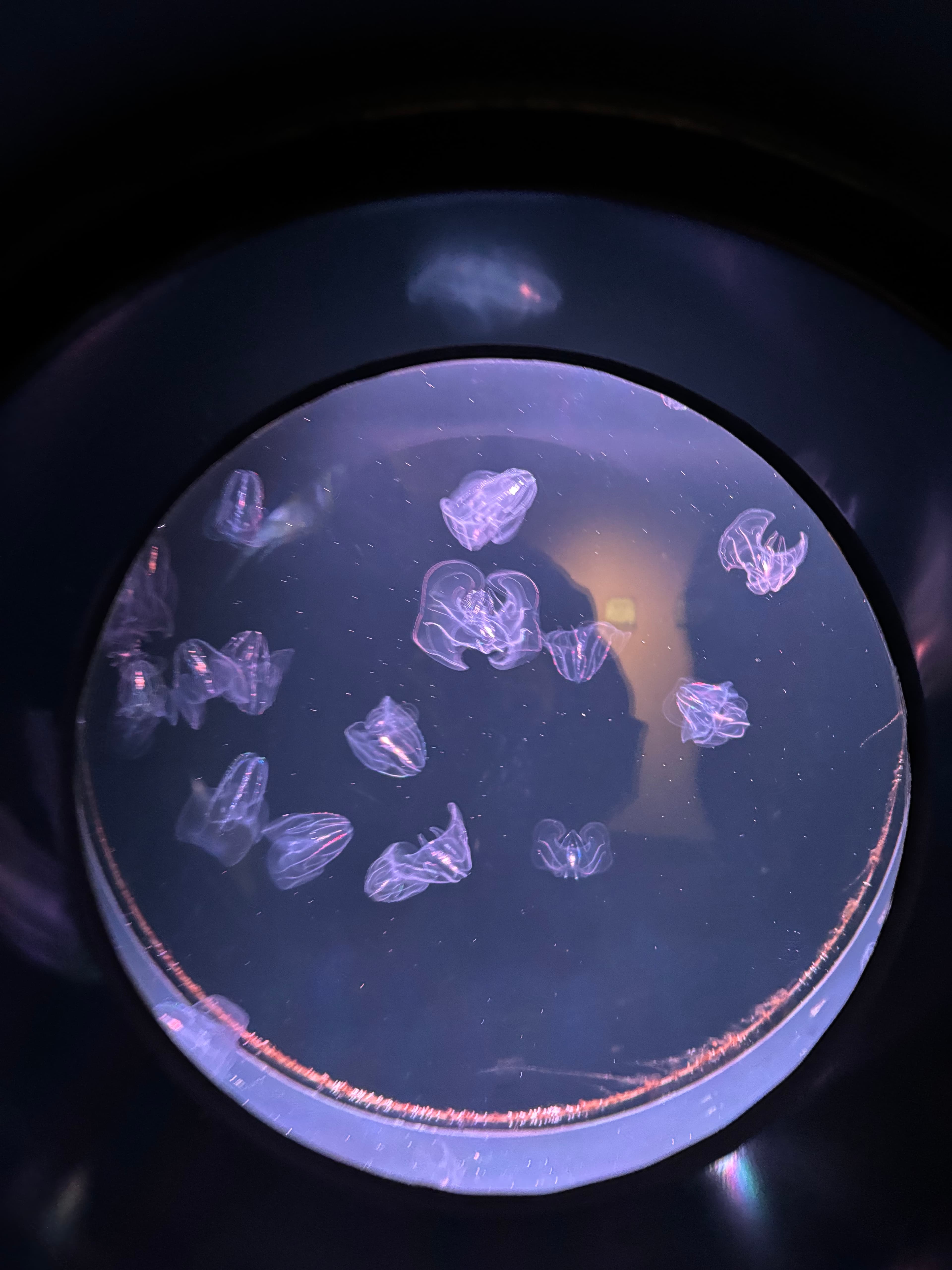 四國水族館 - 香川觀光推薦