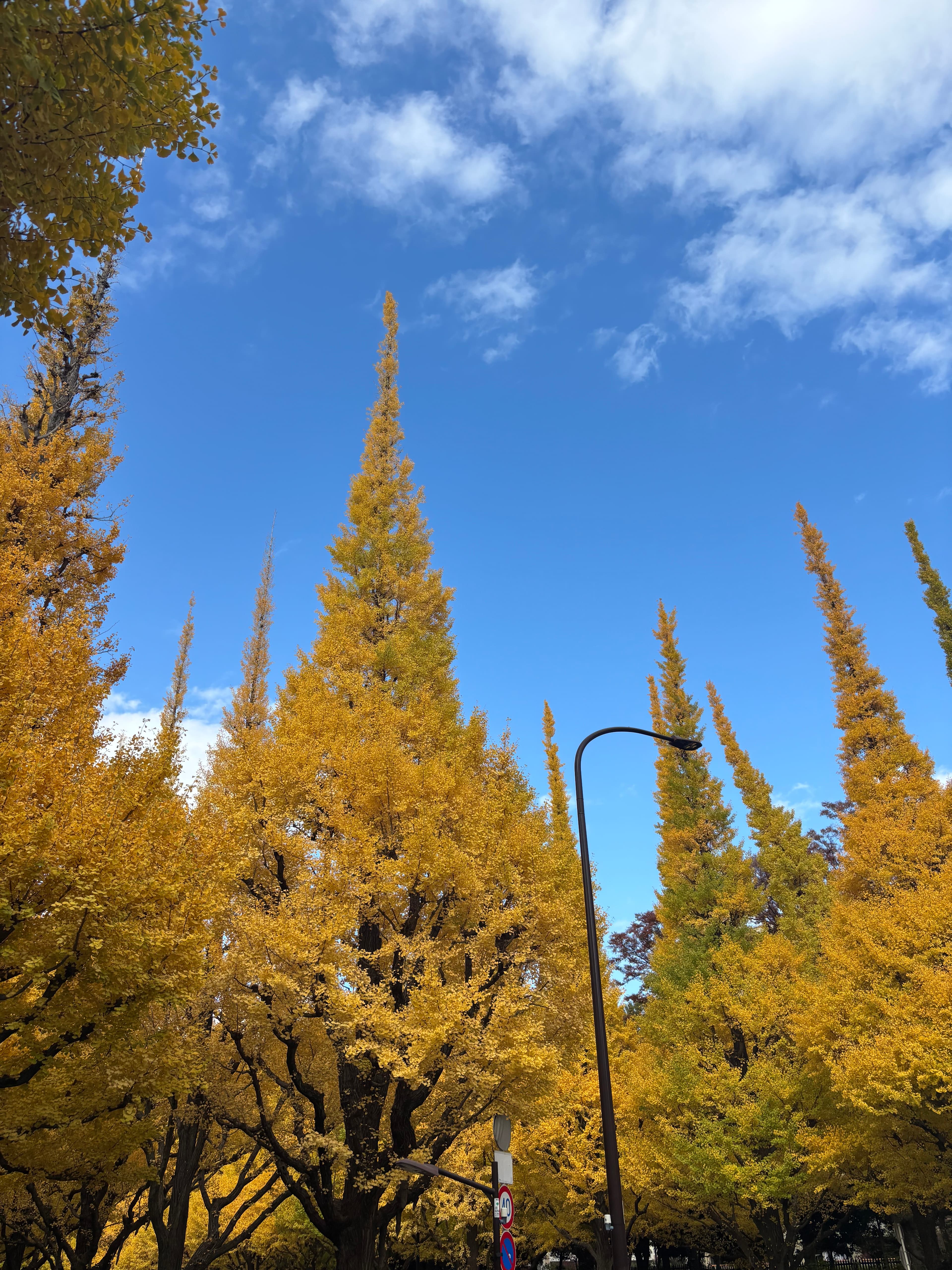神宮外苑銀杏並木 - 東京紅葉推薦