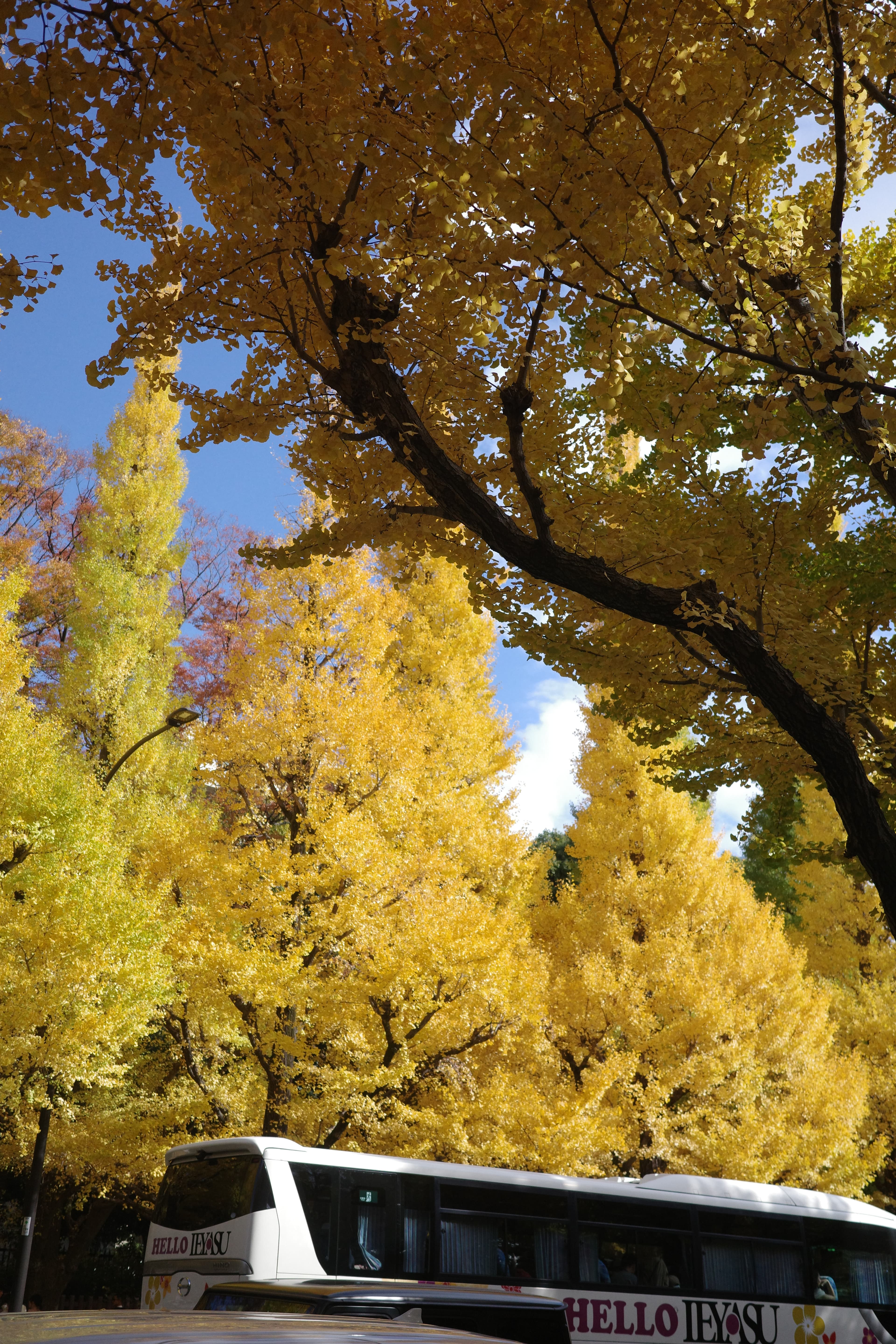 神宮外苑銀杏並木 - 東京紅葉推薦