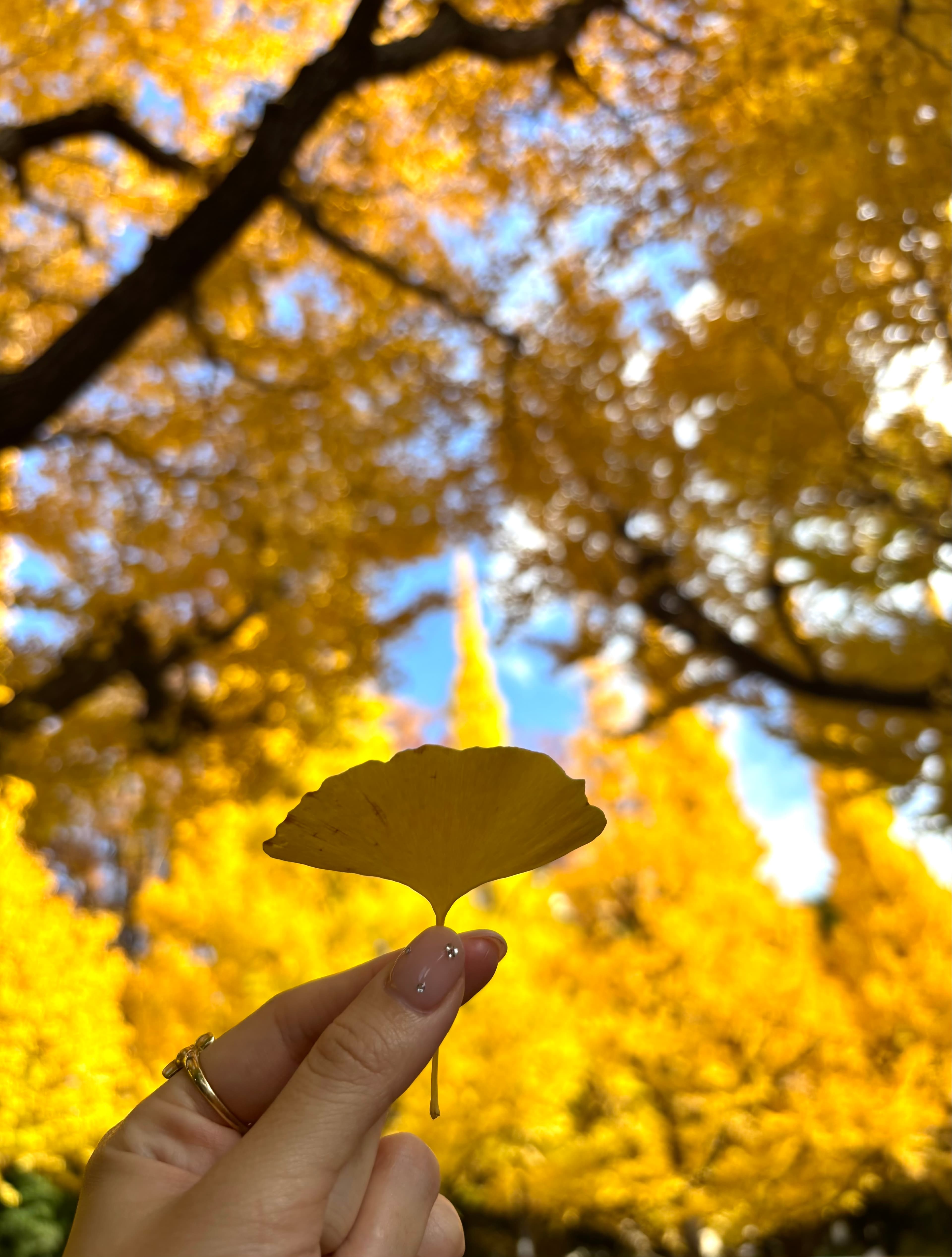 神宮外苑銀杏並木 - 東京紅葉推薦