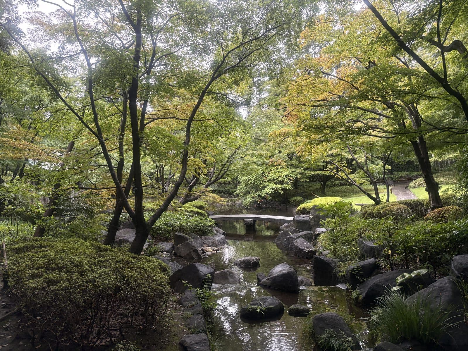 大田黑公園的池與石橋,四周是楓樹