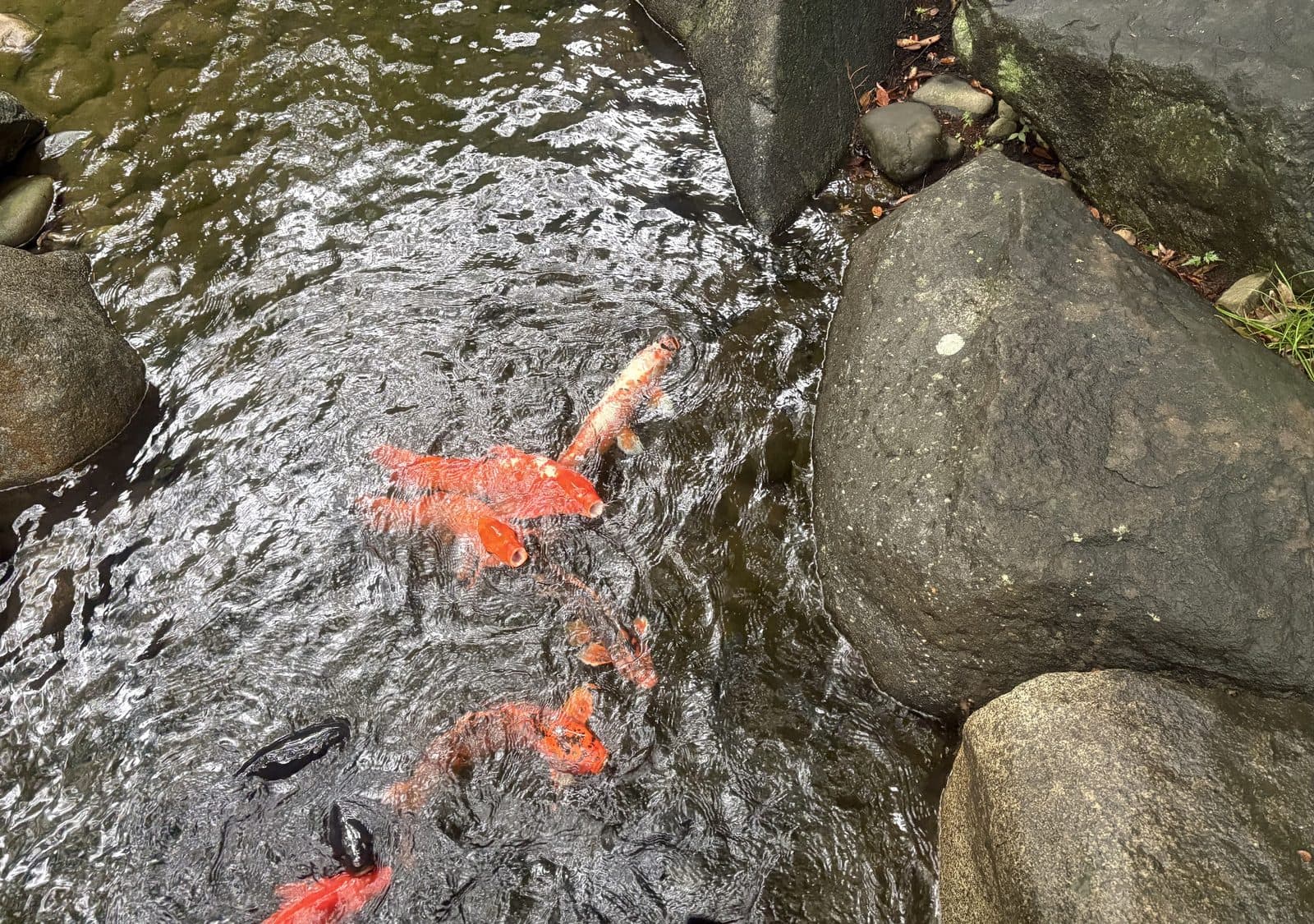 大田黑公園淺溪裡的錦鯉