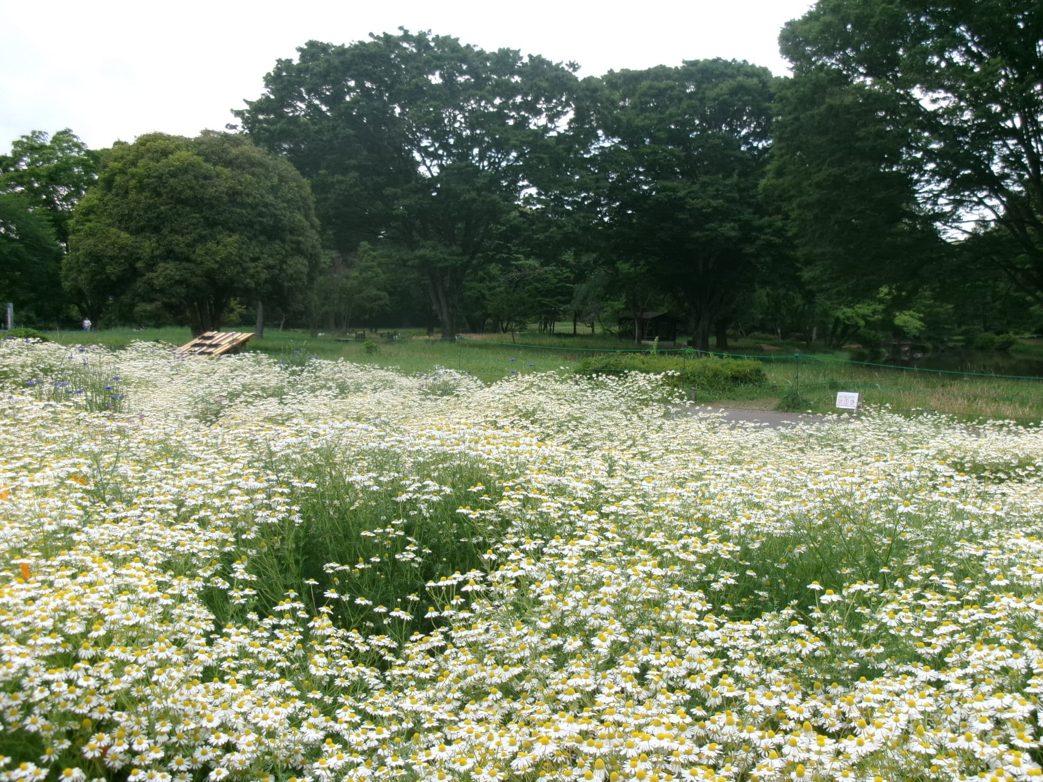 昭和紀念公園 - 東京立川散步推薦