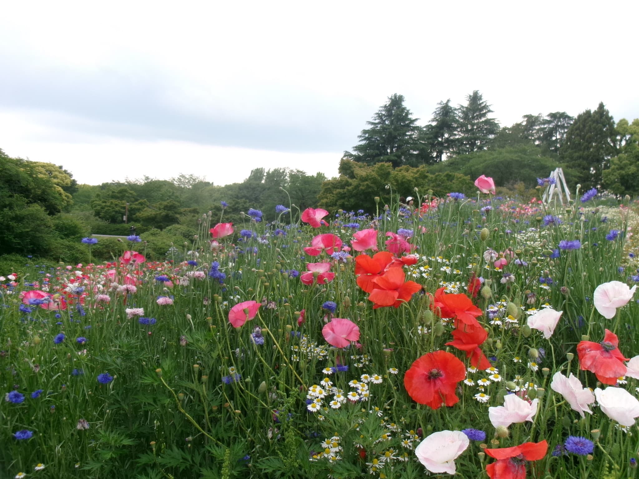 昭和紀念公園 - 東京立川散步推薦