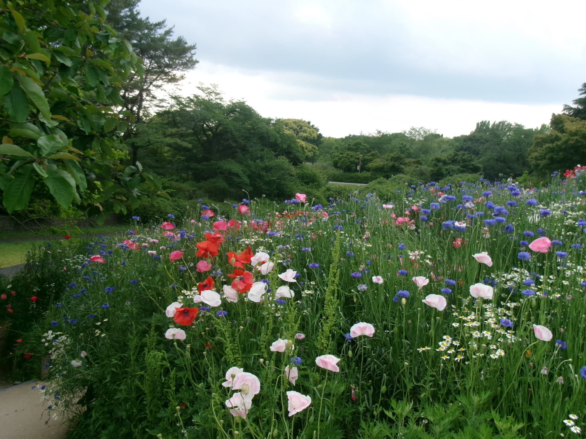昭和紀念公園 - 東京立川散步推薦